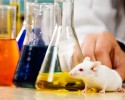 Image of mouse in laboratory