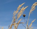 grass-allergy-300