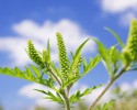 ragweed allergy