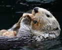 sea otter