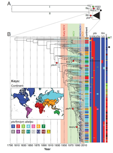 Global phylogeny of B. pertussis. A, deep divergence between lineages I and II; B, more detailed phylogeny. Dates of whole cell vaccine (WCV) and acellular vaccine (ACV) strategies are shown as colours behind the tree. Isolates' origins are shown by bars coloured according to the world map. Green circles indicate positions of genome reference isolates, black circles represent American vaccine strains and red circles indicate major changes in proteins used for acellular vaccines.