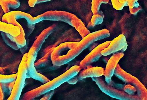 Researcher says airborne Ebola transmission is not an impossibility
